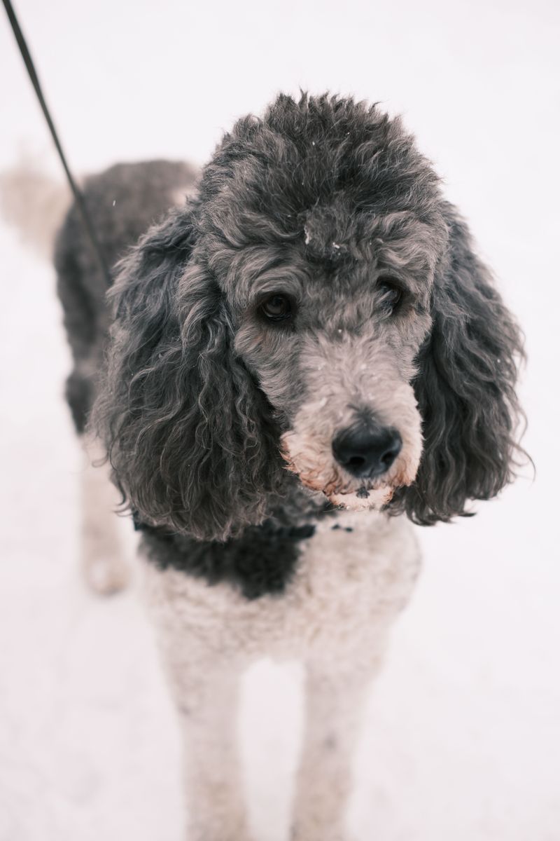 Food isn't the only reward that keeps these responsive dog breeds engaged 10 Standard Poodle