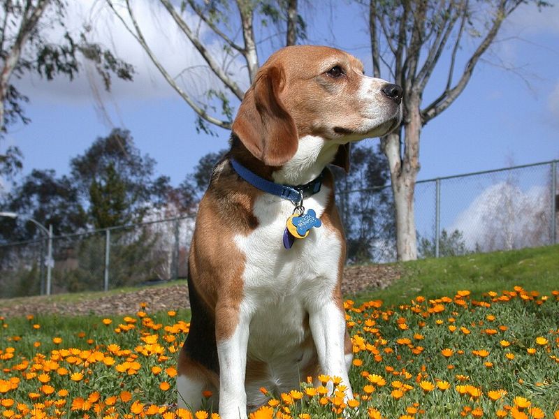 Good luck scrolling past these dog breeds without imagining one in your home 4 Beagle