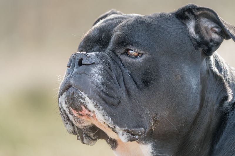 10 low-maintenance dog breeds - plus 4 whose beautiful coats come with a catch 3 Boxer