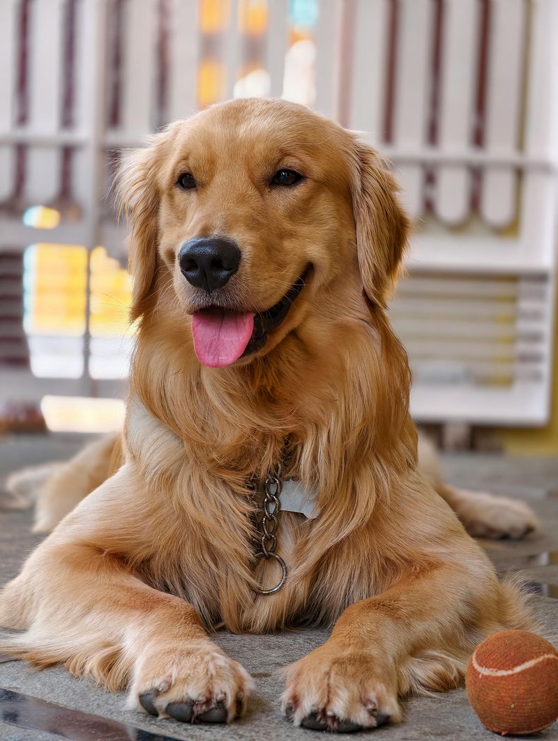 Golden Retriever