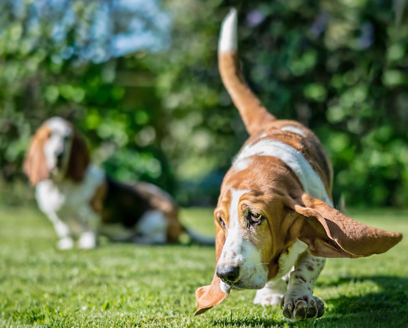 Basset Hound