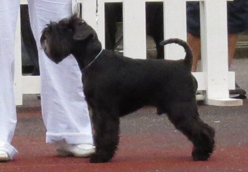 Miniature Schnauzer