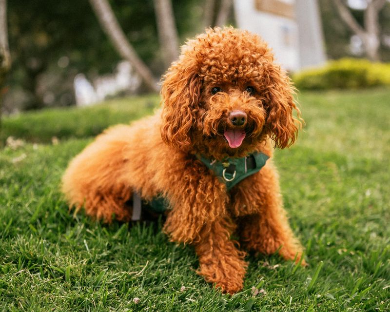11 Friendly Dog Breeds That Thrive on Socializing and Meeting New People 7 Poodle (Standard)