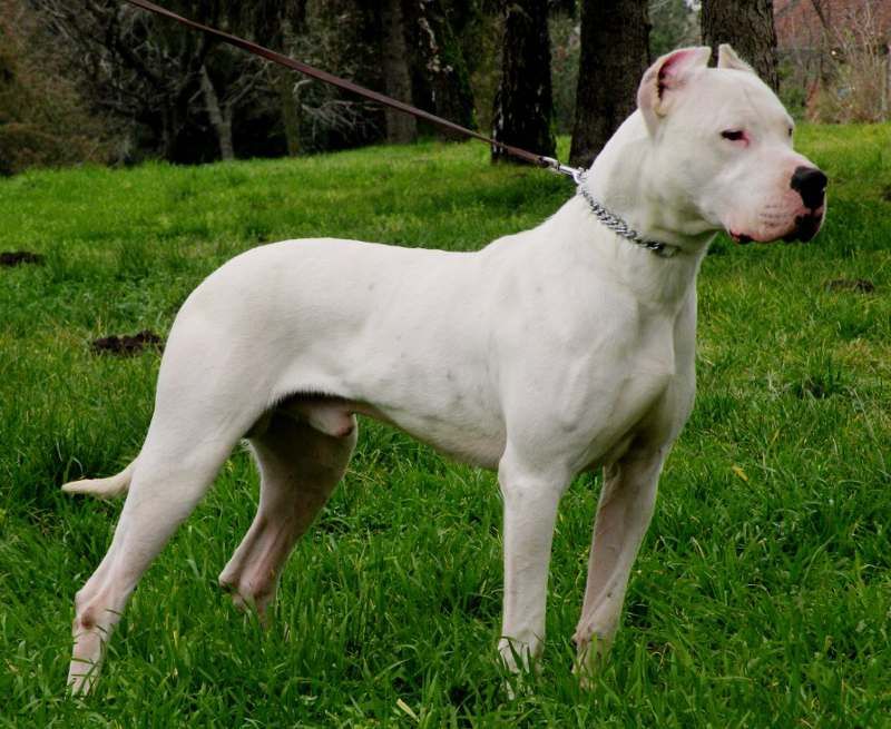 28 Dog Breeds That Demand Patience, Skill, and Leadership 7 Dogo Argentino