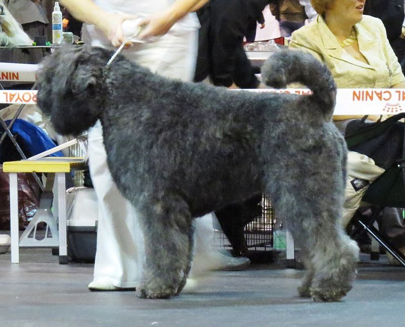 Bouvier des Flandres