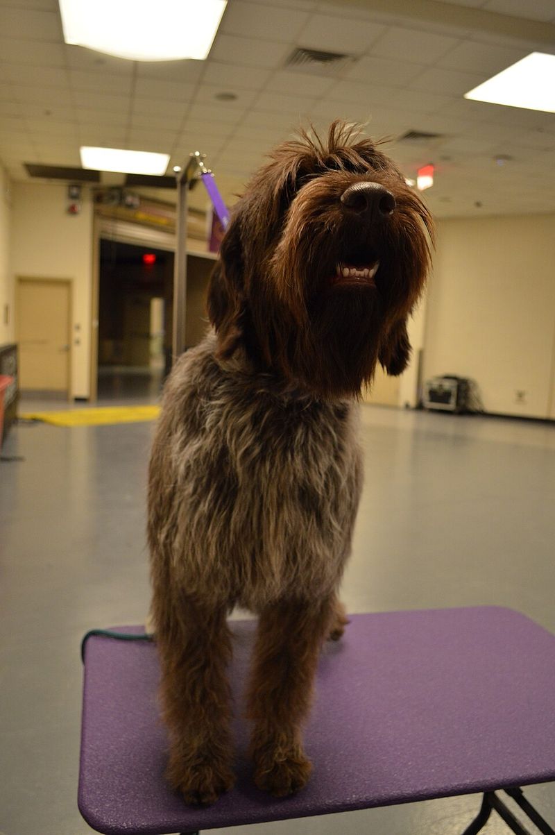 Wirehaired Pointing Griffon