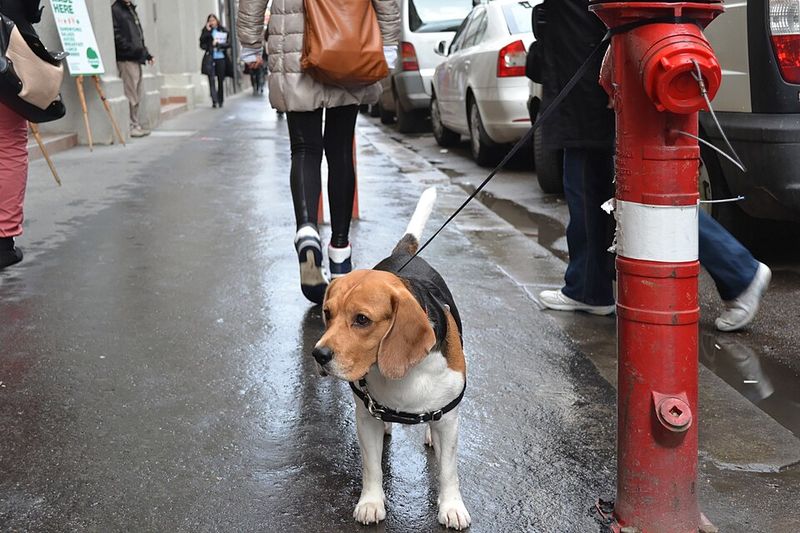 11 scent-aware dog breeds that notice new household smells immediately - plus 3 that rely less heavily on their noses 3 Beagle
