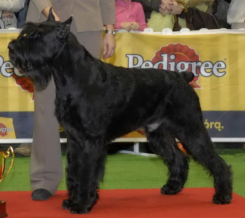 Living with these dog breeds can be incredibly rewarding - If you're ready for the challenge 15 Giant Schnauzer