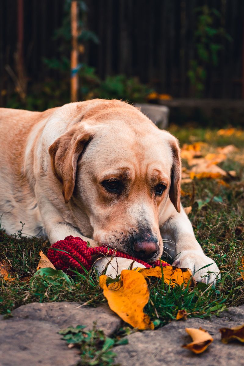 If you want a guard dog, you may want to skip the breeds that think every stranger is their new best friend 3 Labrador Retriever