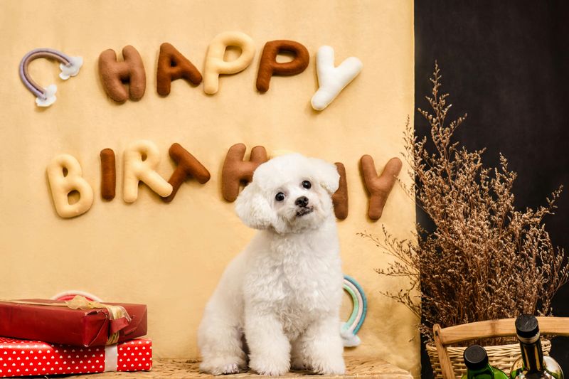 Bichon Frise