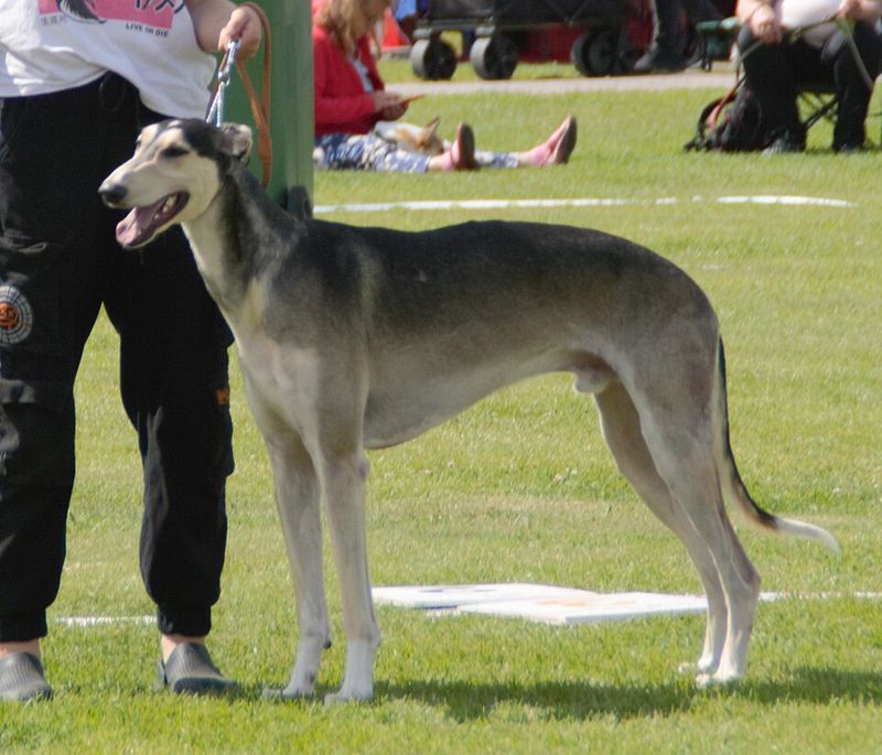 Polish Greyhound