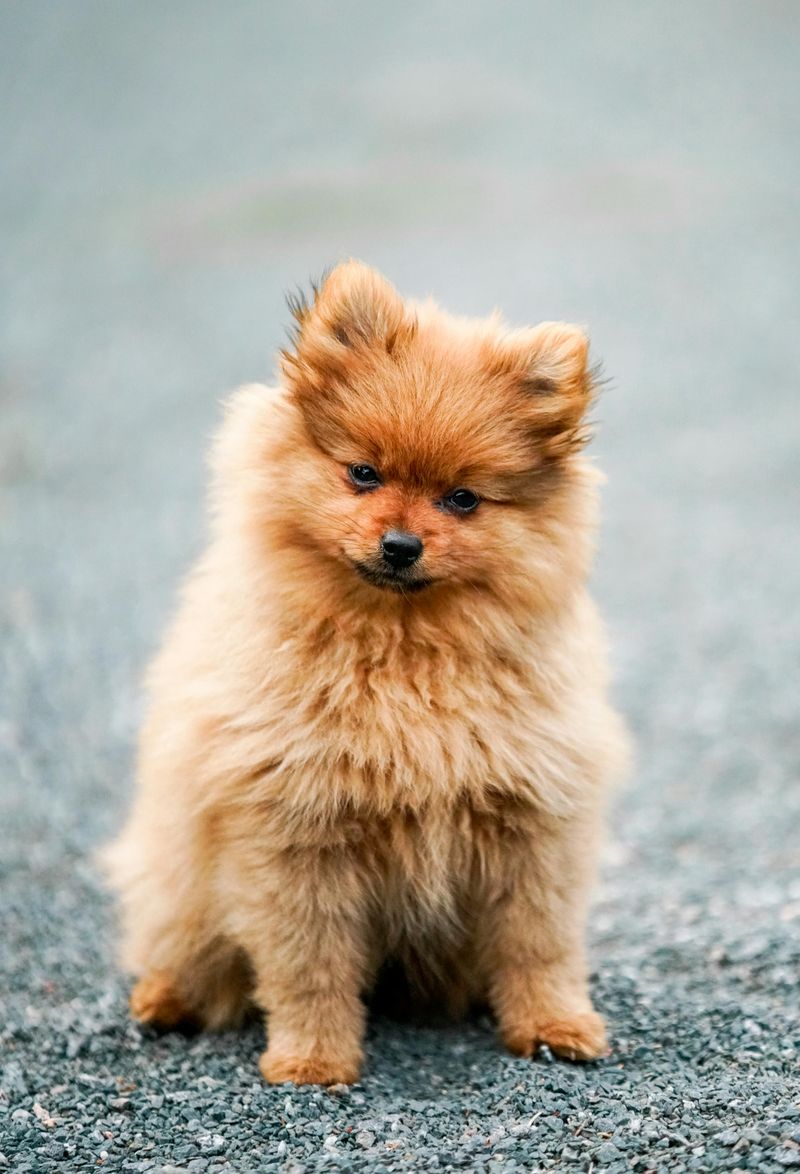 Pomeranian