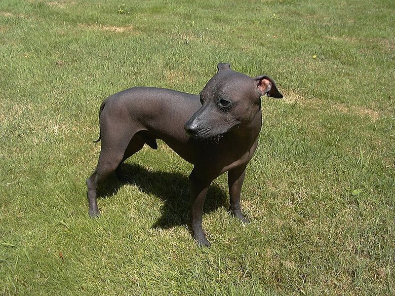 11 Dog Breeds That Represent Their Countries and Carry National Pride 7 Peruvian Hairless Dog (Peru)