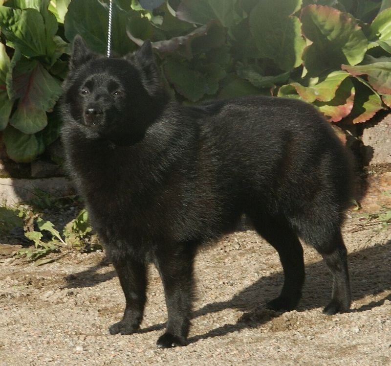 Schipperke