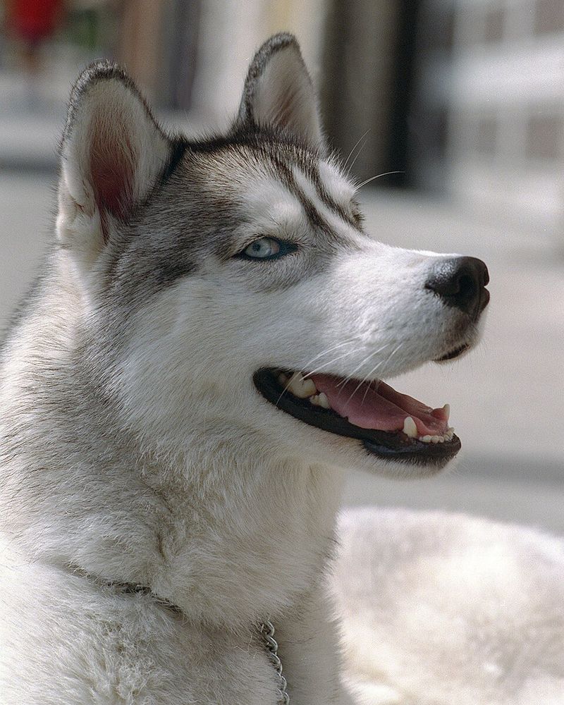 10 Dog Breeds That Share DNA Secrets With Wolves, Foxes Or Dingoes 4 Siberian Husky