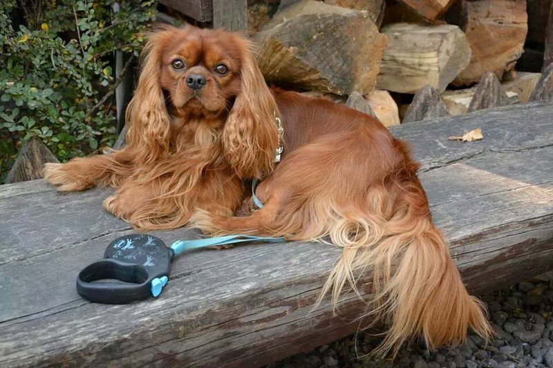 Too much excitement can quickly overwhelm these thoughtful companions 6 Cavalier King Charles Spaniel