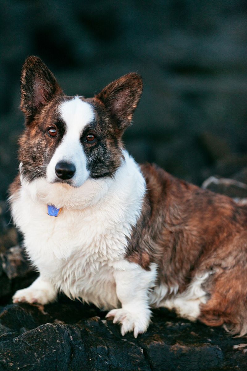 They may be closer to the floor - but these dog breeds are never short on personality 4 Cardigan Welsh Corgi
