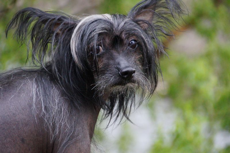 24 Tiny Dog Breeds Weighing Under 5 Pounds – Small in Size, Big in Personality 13 Chinese Crested