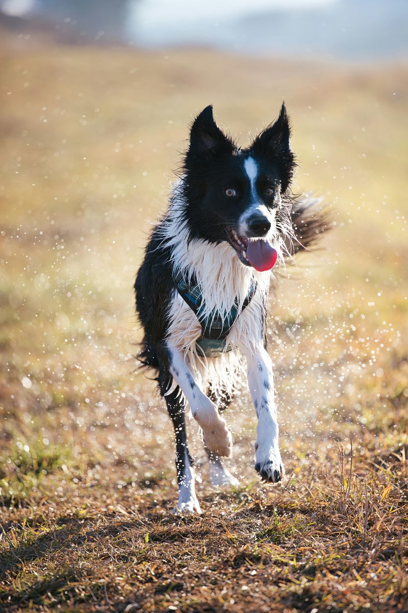 Want a Breed With a Clear Personality - 11 Dogs That Are Famous for One Defining Trait 2 Border Collie