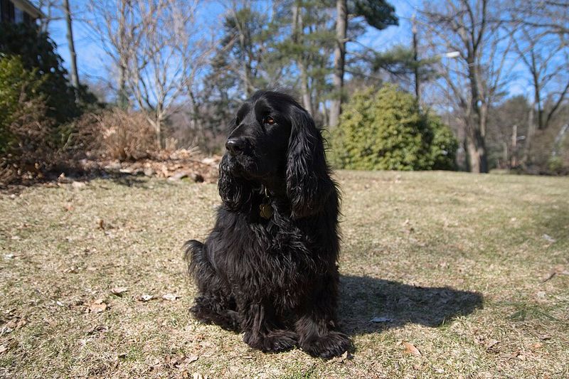 Popularity and satisfaction don't always go together - and these 11 dog breeds prove it 12 Field Spaniel