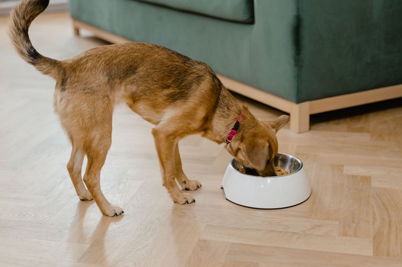 Swapping your dog's food too fast causes tummy trouble, so try these 8 gentler steps 6 Finish with 75 percent, then go all in