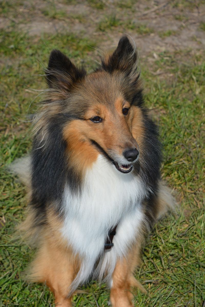 Don’t gamble on temperament - These 13 dogs are known for staying stable and calm 13 Collie