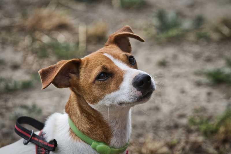 Jack Russell Terrier