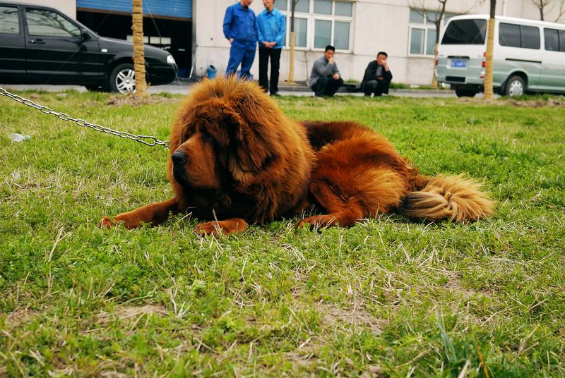 These dog breeds often treat freezing temperatures like the perfect playground 11 Tibetan Mastiff