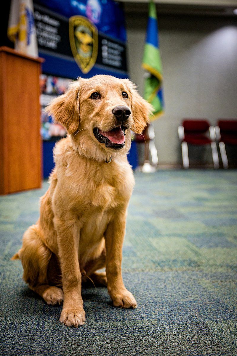 10 dog breeds that prove a calm, friendly temperament never goes out of style 2 Golden Retriever