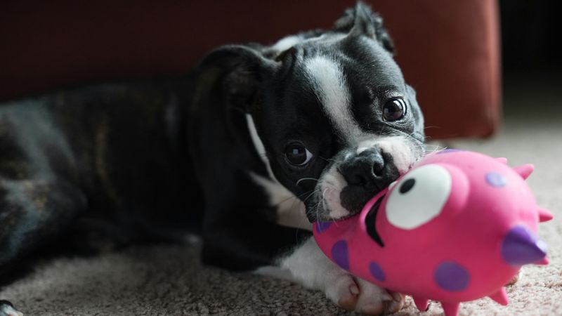 18 Dog Types That Will Do Anything For Food (And Need Strict Portion Control) 17 Boston Terrier