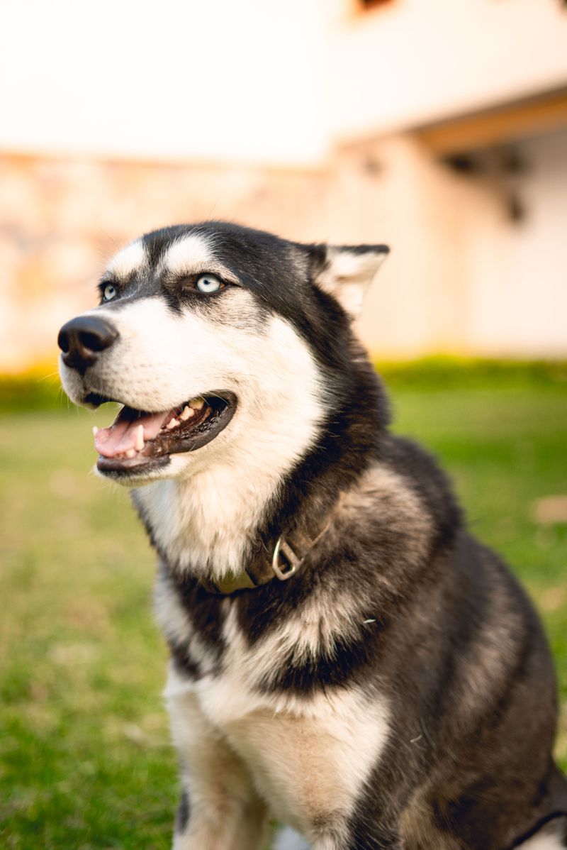 Siberian Husky