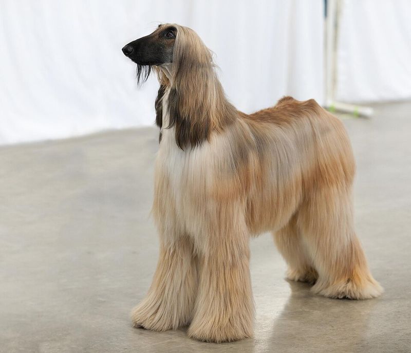 14 dog breeds that seem perfect on paper but struggle with everyday home routines 6 Afghan Hound