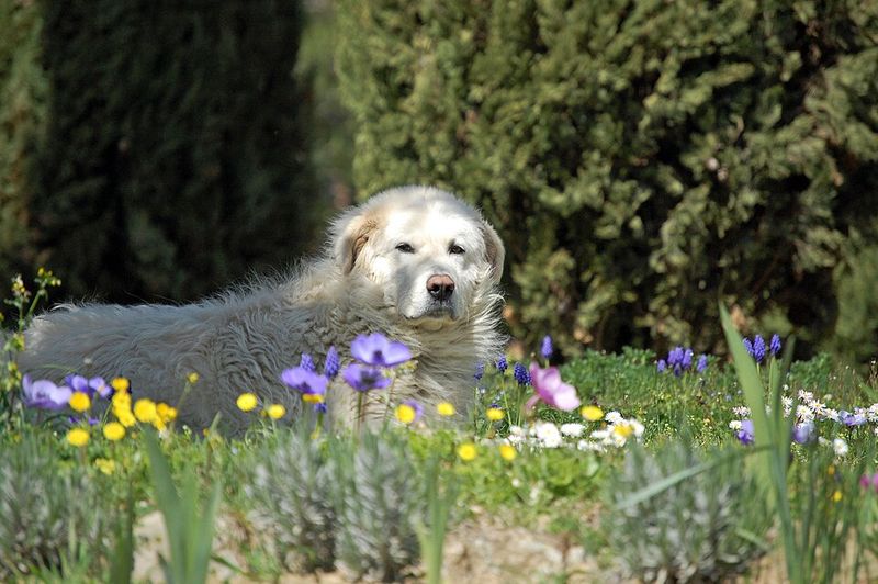 Maremma Sheepdog