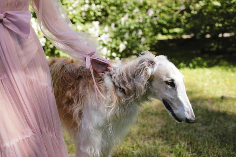 Some Breeds Are Better at Ignoring Chaos Than Joining It - 14 Dogs That Prove It 2 Borzoi