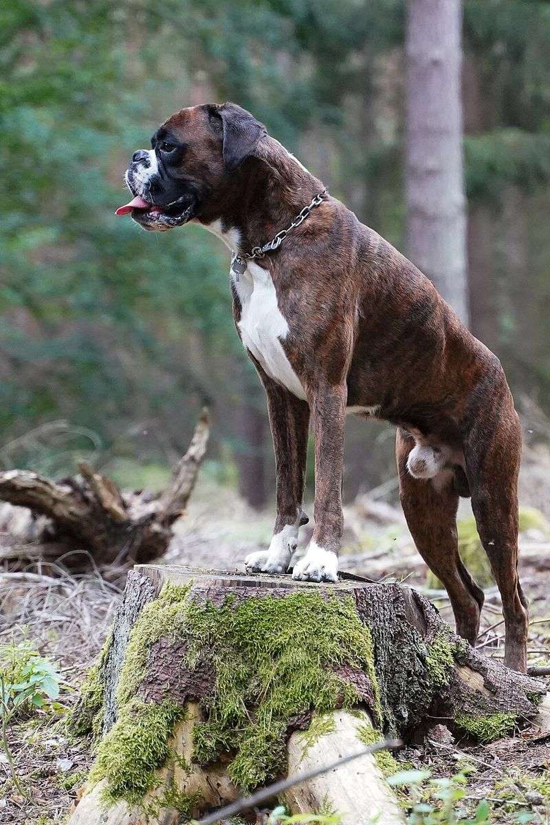 Owners who value consistency often return to these dog breeds again and again 11 Boxer