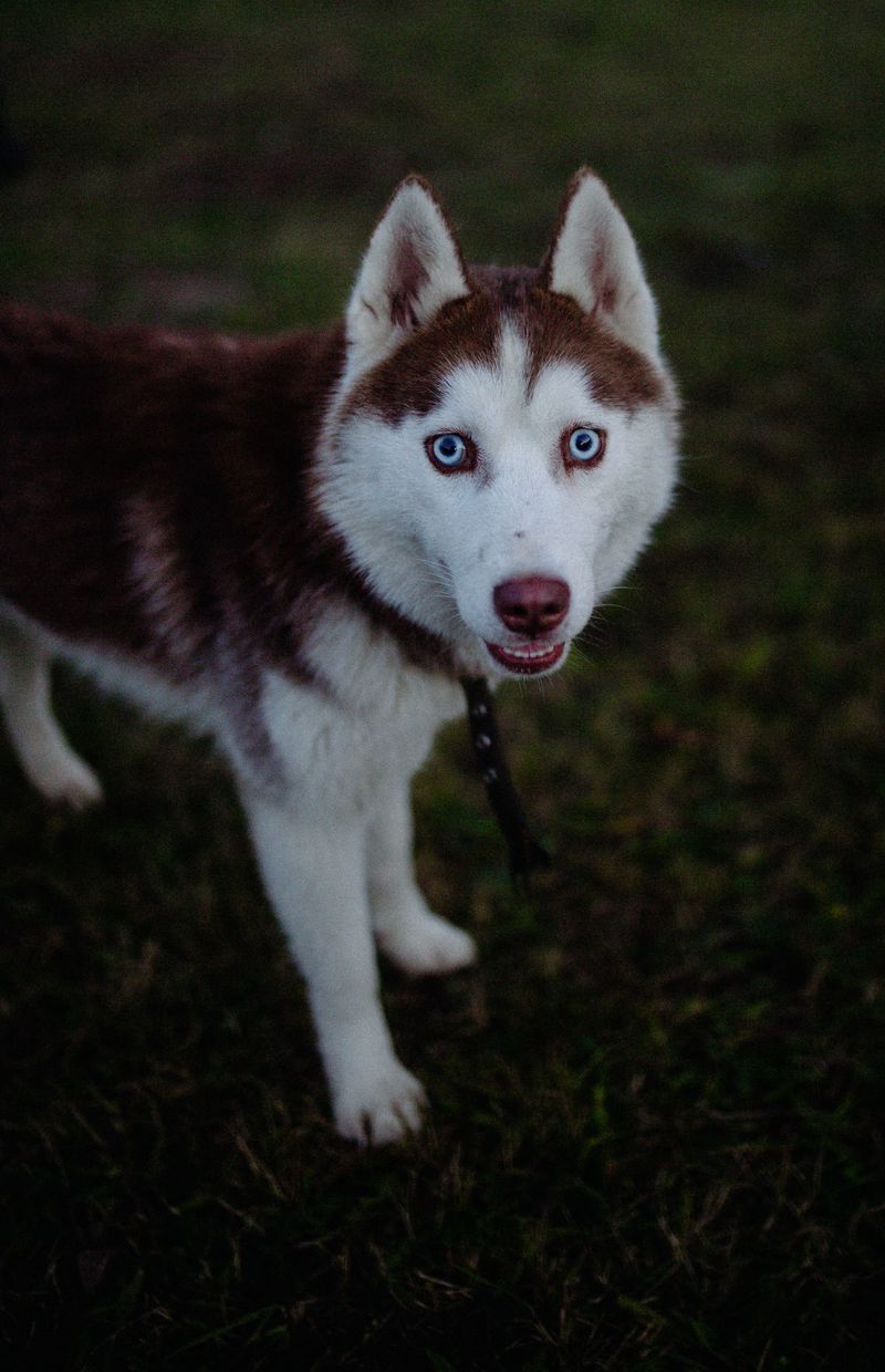 Your camera roll may never recover after bringing home one of these dogs 3 Siberian Husky