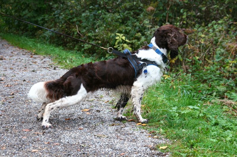 11 dog breeds many people think are hidden gems - but really aren't 12 English Springer Spaniel
