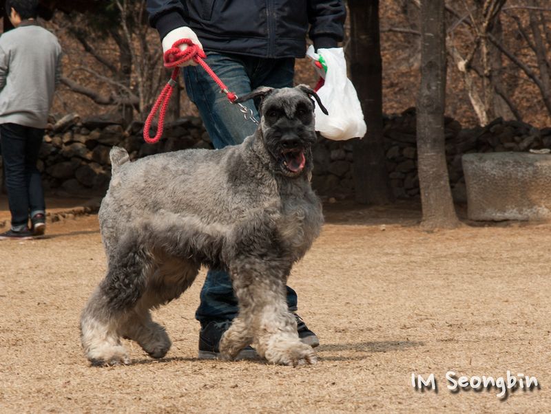 Giant Schnauzer