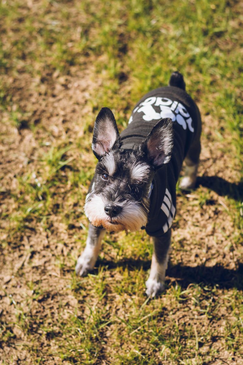 Miniature Schnauzer