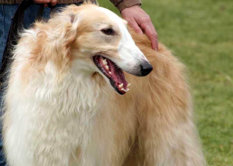 Borzoi