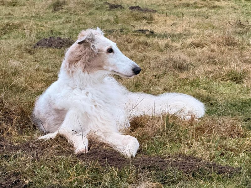 10 reserved dog breeds that appreciate calm and personal space 7 Borzoi
