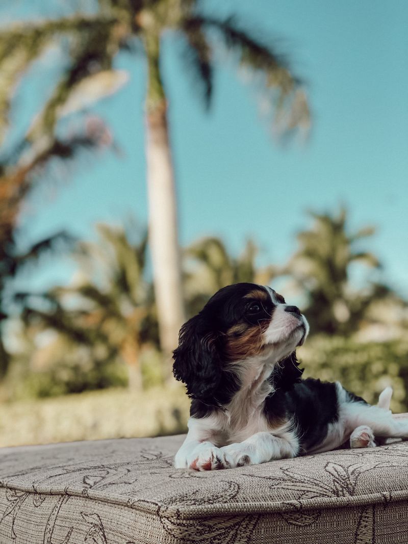 Cavalier King Charles Spaniel