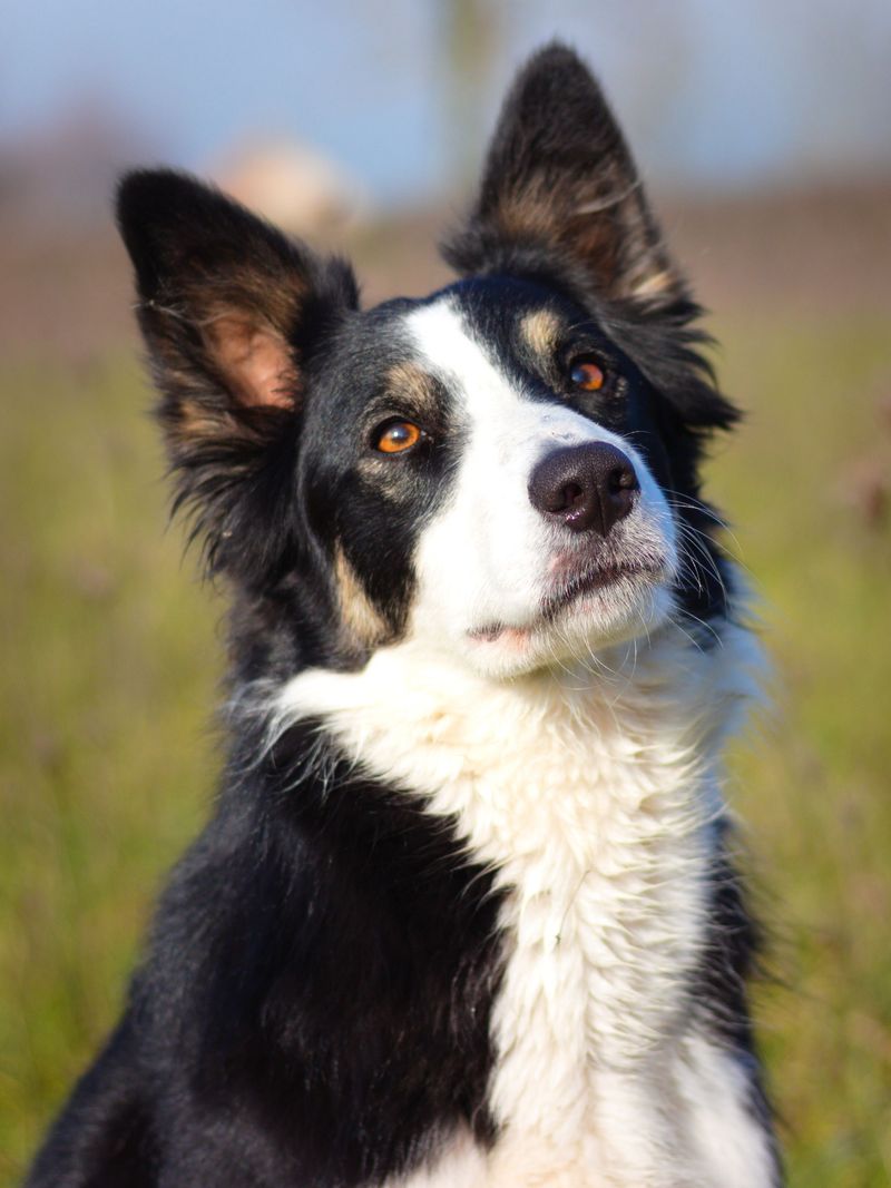Friendly with people. Competitive with dogs. These 11 breeds often balance both 8 Border Collie