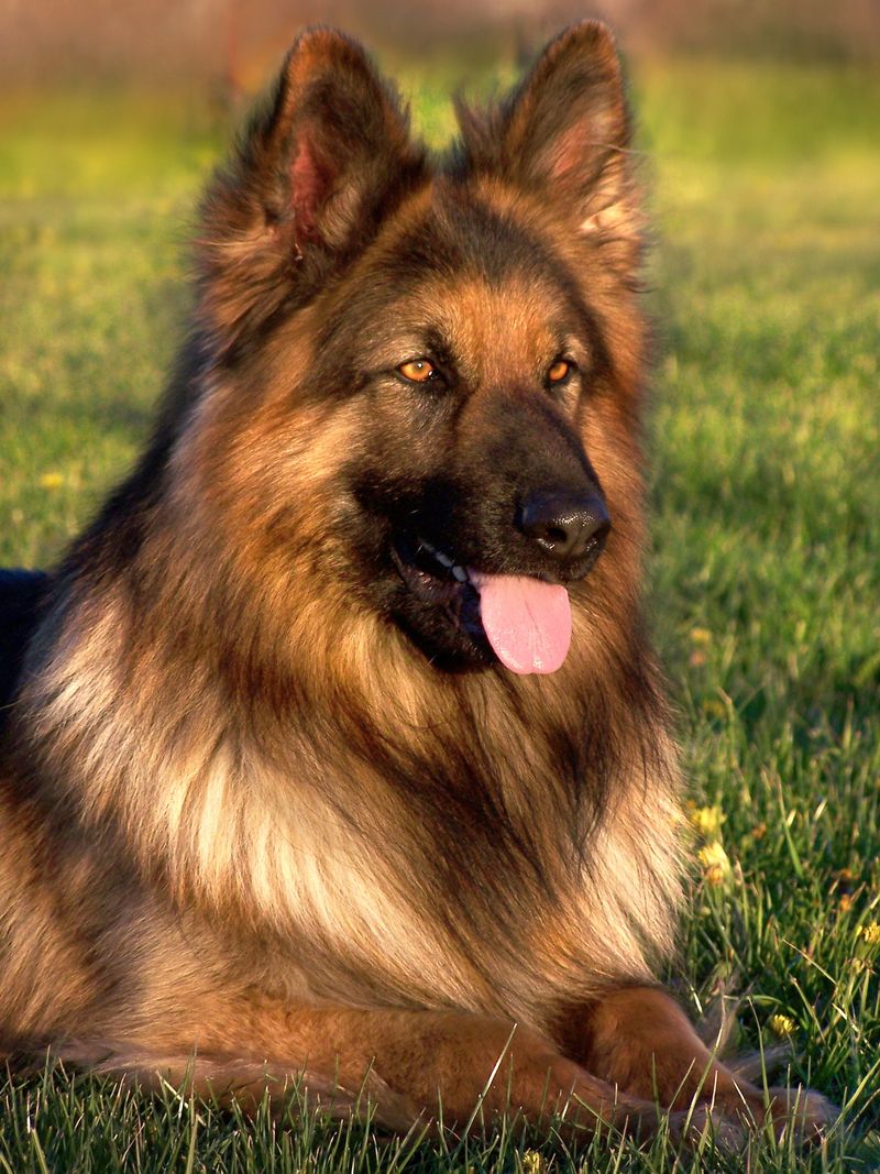 25 Energetic Dog Breeds That Love Hiking and Outdoor Adventures 26 Belgian Tervuren
