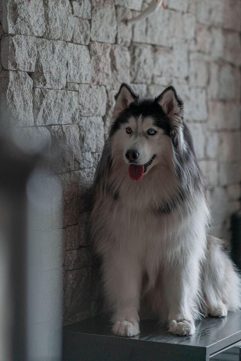 12 dog breeds that will happily disappear into the snow - but bring out the bath and enthusiasm can vanish 3 Alaskan Malamute