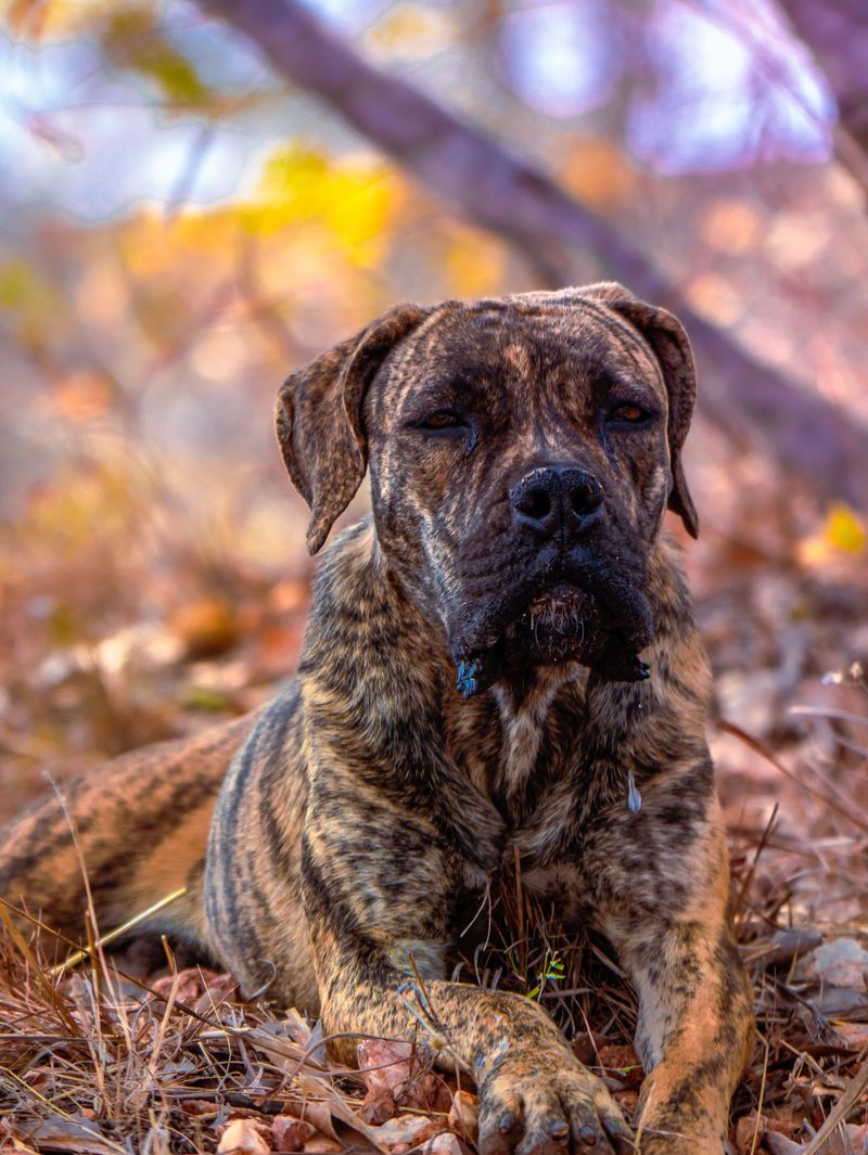 12 dog breeds that can fool you into thinking they're lazy - until the front door opens 11 Bullmastiff