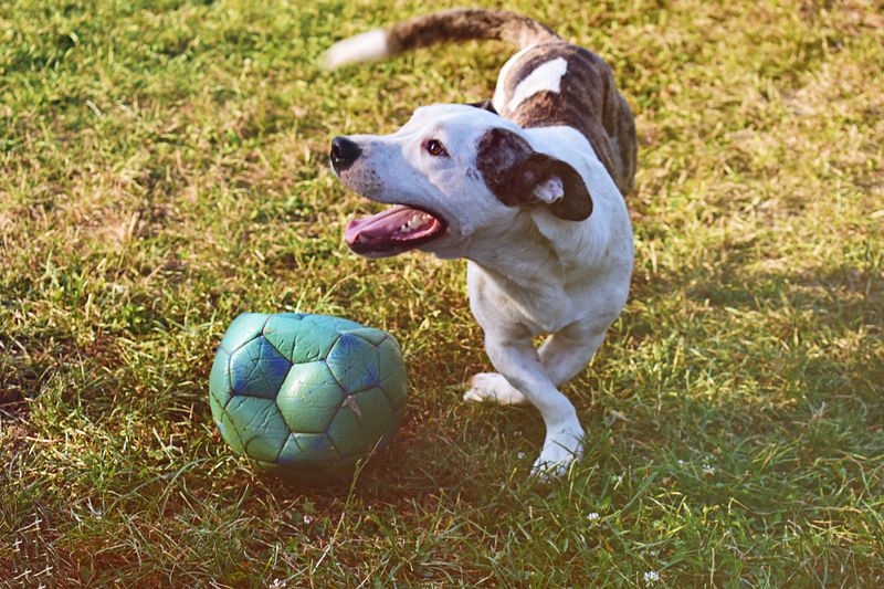 Before buying another toy your dog ignores, try giving its brain something harder to chew on 6 Classic shell game with cups