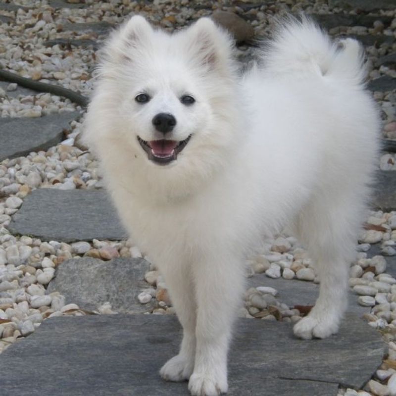 American Eskimo Dog
