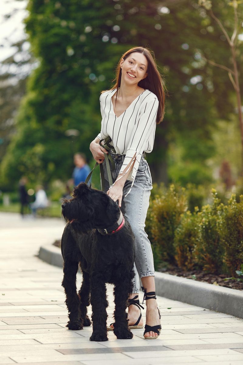 19 Highly Protective Dog Breeds Often on Guard 6 Giant Schnauzer