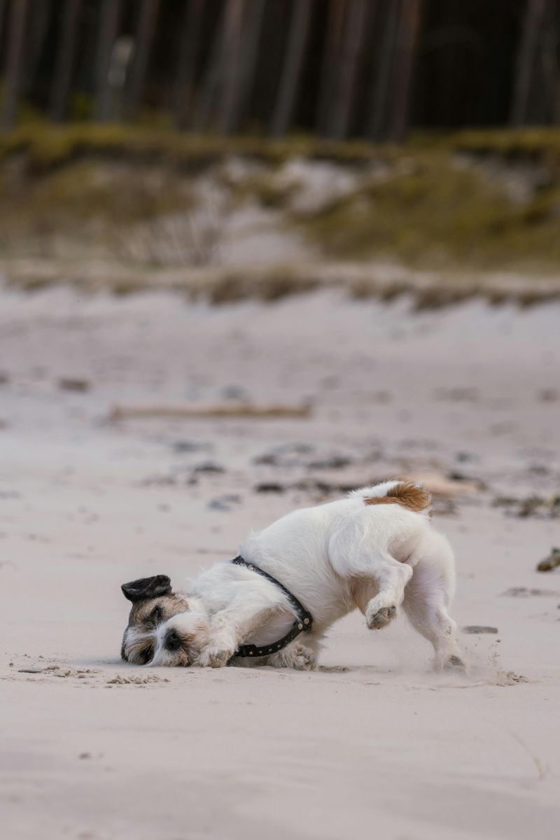 Love of digging and chasing